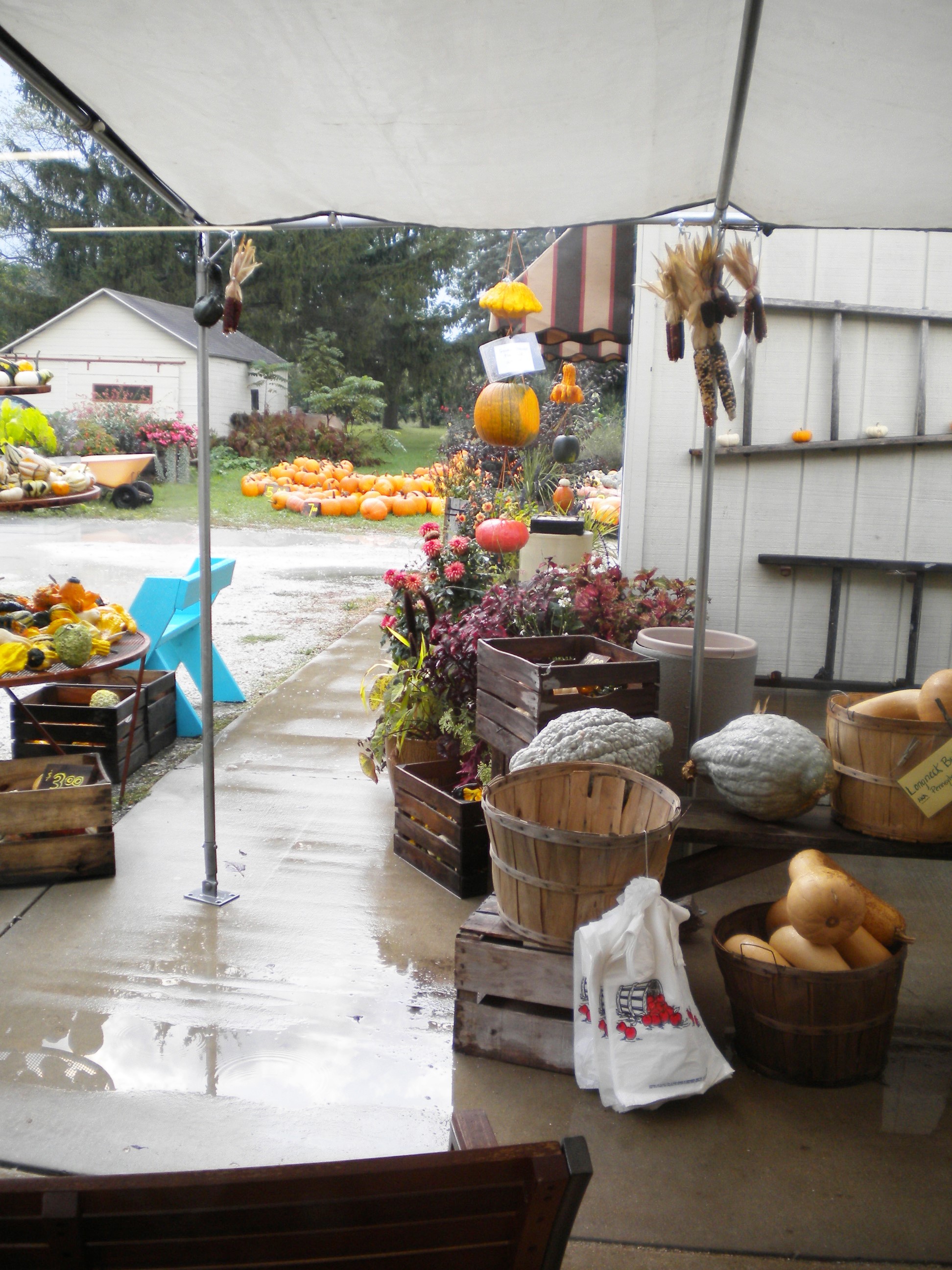 Hafs Road Orchard sells awesome pumpkins and gourds too!